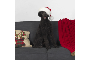 home-for-the-holidays